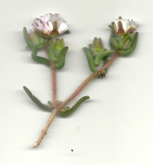 Drosanthemum hispifolium