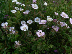 Drosanthemum hispifolium