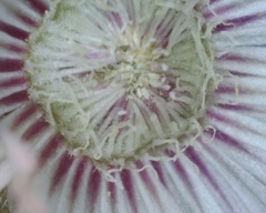 Drosanthemum hispifolium