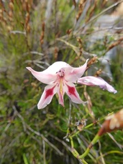 Gladiolus nigromontanus