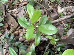 Pimenta racemosa grisea