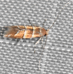 Cameraria corylisella