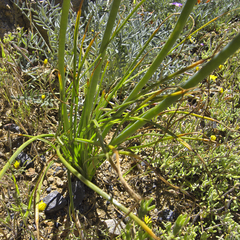 Albuca consanguinea