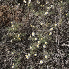 Minuria cunninghamii