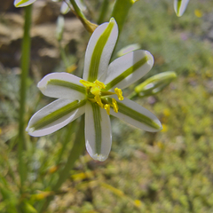 Albuca consanguinea