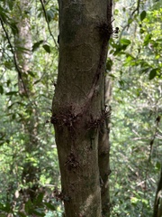 Eugenia haematocarpa