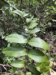 Eugenia haematocarpa