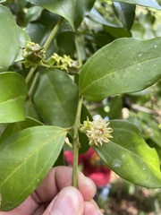 Buxus portoricensis