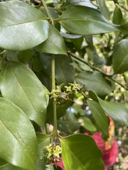 Buxus portoricensis