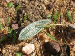 Gethyllis barkerae paucifolia