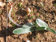 Gethyllis barkerae paucifolia