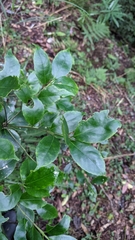 Ilex uraiensis