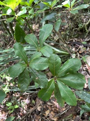 Terminalia tetraphylla