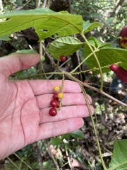 Allophylus racemosus