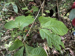 Allophylus racemosus