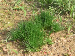 Gethyllis campanulata