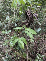 Allophylus racemosus