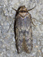Holcocera chalcofrontella