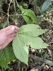 Allophylus racemosus