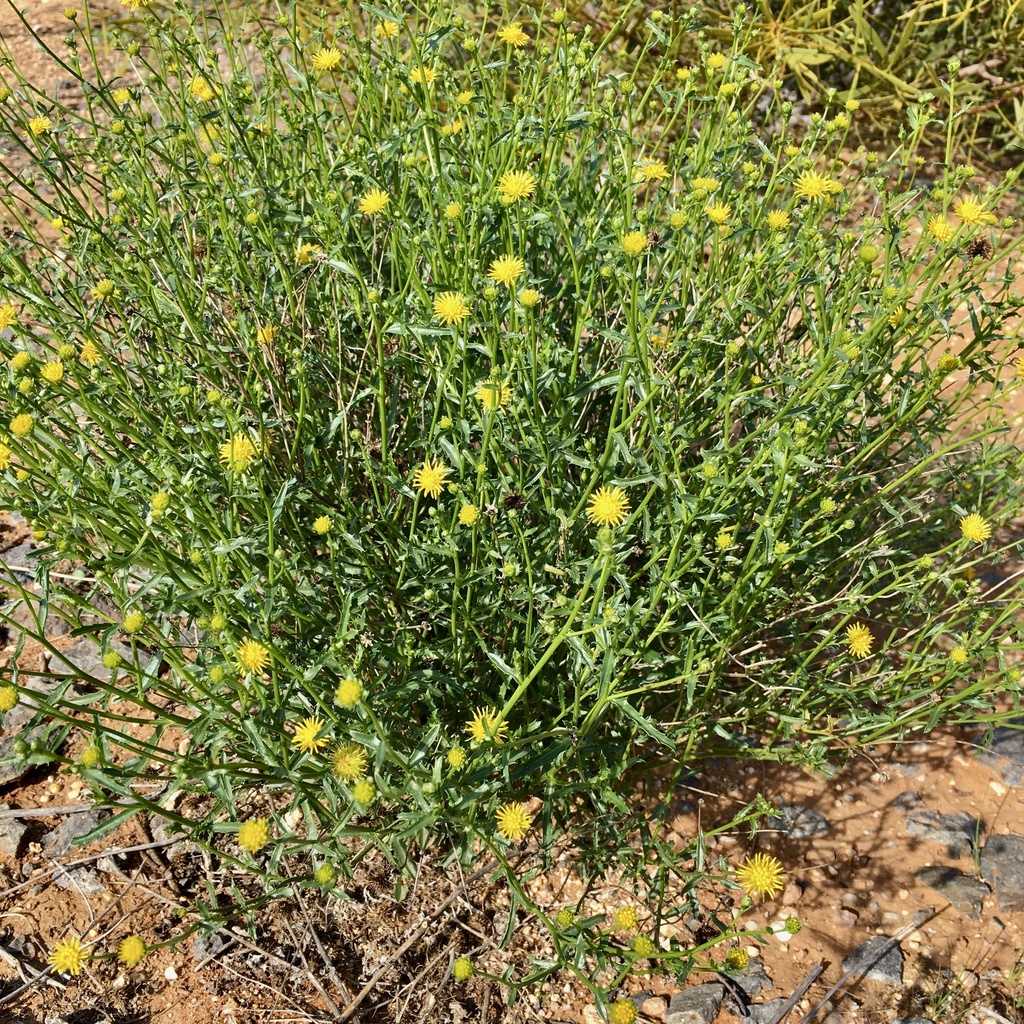 Tangled Burr-daisy