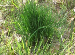 Gethyllis campanulata