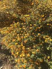 Pultenaea gunnii