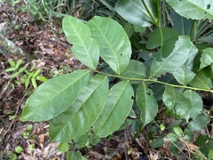 Symplocos latifolia