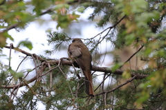 Trogon mexicanus