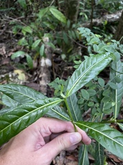 Stenostomum resinosum