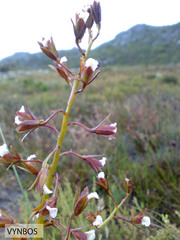 Eulophia lamellata