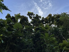 Coccoloba pubescens