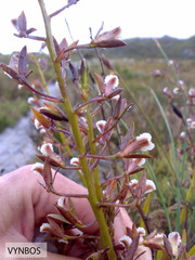 Eulophia lamellata