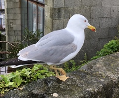 Larus michahellis