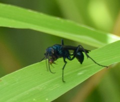 Hymenoptera