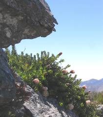 Protea venusta