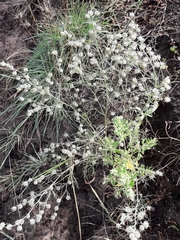 Artemisia jacutica