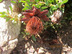 Protea venusta