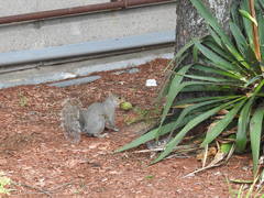 Sciurus carolinensis