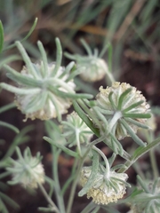 Artemisia jacutica
