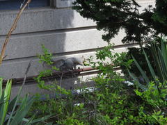 Sciurus carolinensis