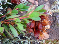 Protea venusta