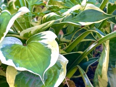Hosta clausa