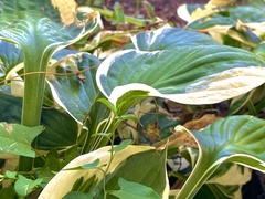 Hosta clausa