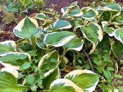 Hosta clausa