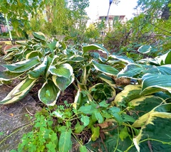Hosta clausa