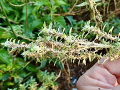 Amaranthus polygonoides
