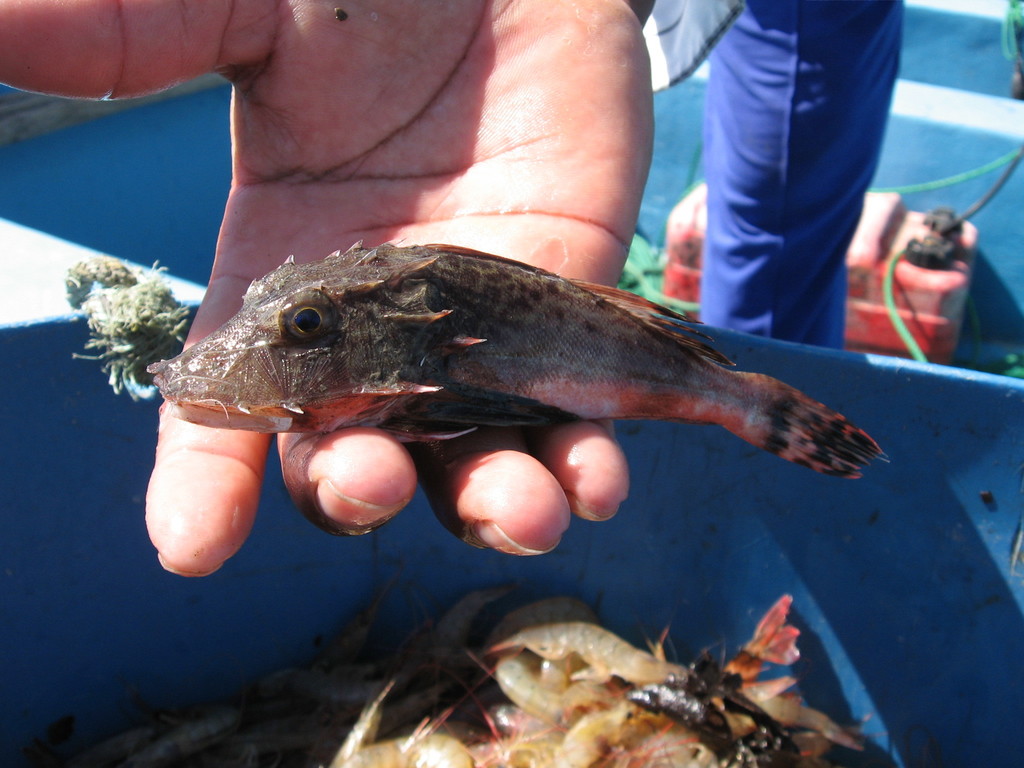 Bristly searobin (Prionotus horrens) — Triglidae