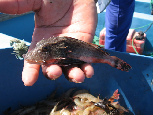 Bristly searobin (Prionotus horrens) — Triglidae