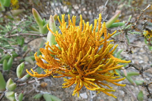 Dufourea flammea image