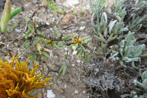 Dufourea image